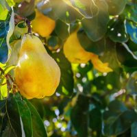 Ripe pear hanging on a tree with sunlight filtering through the leaves. Cydonia Smyrna Quince tree