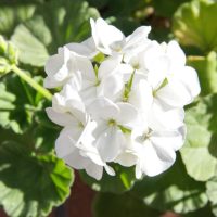 Cluster of white geranium flowers in sunlight with green foliage.