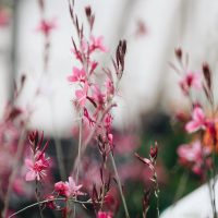 Close-up of delicate Pinus 'Coolwyn' Japanese Black Pine 13" Pot flowers with a blurred background.
