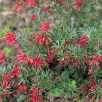 Red tubular flowers blooming on a lush green Pinus 'Coolwyn' Japanese Black Pine 13" Pot.