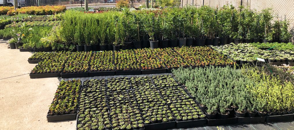 Hello Hello Plants nursery of plants, horticulture