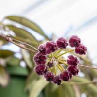 A cluster of Hoya bilobata red berries with frost on them against a blurred background.