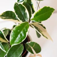 Hoya Tsangii Albomarginata variegated tropical climbing plant