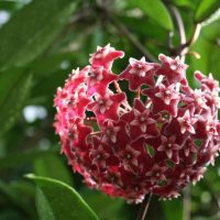 A close-up of a ripe Hoya coronaria 'Red' 5" Pot, also known as wax plant, showing its characteristic star-shaped red flowers clustered together on a spherical inflorescence.