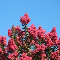 A vibrant cluster of pink Lagerstroemia 'Twilight Magic™️' Crepe Myrtle blooms against a clear blue sky.