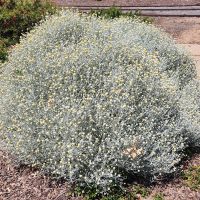 A dense, rounded shrub with silvery foliage and clusters of small yellow flowers in a landscaped Pinus 'Coolwyn' Japanese Black Pine 13" Pot setting.