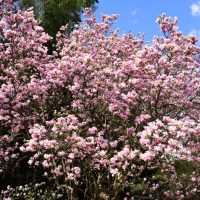 A large Magnolia 'Butterflies' 16" Pot tree with abundant pink blossoms is in full bloom under a blue sky with scattered clouds, while butterflies gracefully flutter around.