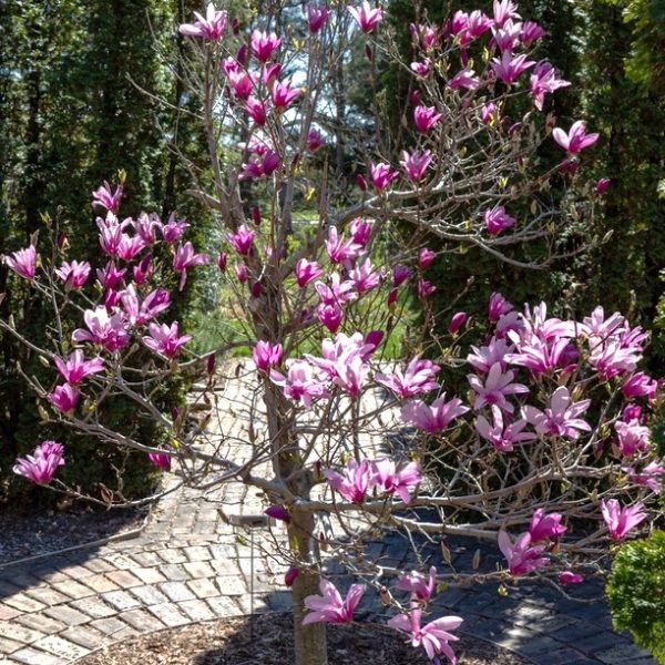A small Magnolia 'Butterflies' 16" Pot with clusters of bright purple-pink flowers stands on a circular brick pathway, surrounded by greenery.