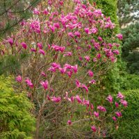 A Magnolia 'Butterflies' 16" Pot with numerous pink blossoms, surrounded by various green shrubs and trees, attracts butterflies in the garden.