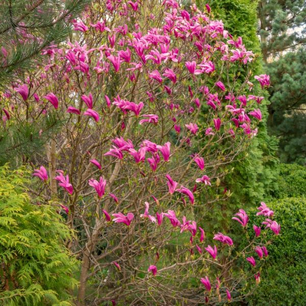 A Magnolia 'Butterflies' 16" Pot with numerous pink blossoms, surrounded by various green shrubs and trees, attracts butterflies in the garden.