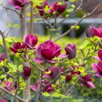 A tree with vibrant Magnolia 'Butterflies' 16" Pot flowers in full bloom amidst green leaves, attracting delicate butterflies.