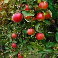 Malus 'Herald™' Columnar Apple 10" Pot apple tree branches laden with ripe red apples.