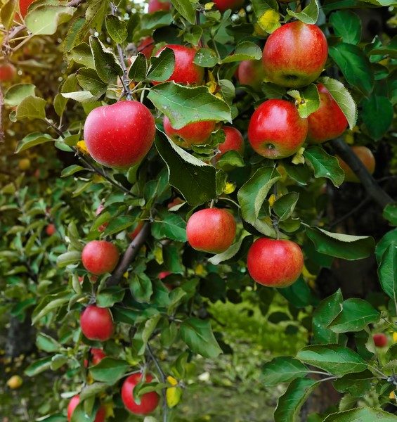 Malus 'Herald™' Columnar Apple 10" Pot apple tree branches laden with ripe red apples.