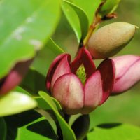 michelia figo lady of the night magnolia creamy hot pink magents scented flowers. fragrance late afternoon evening