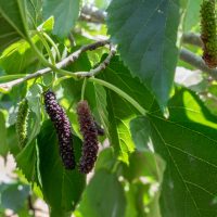 Morus macroura 'Pakistan Black' MULBERRY FRUITING EDIBLE PLANT LONG RED AND BLACK FRUITS