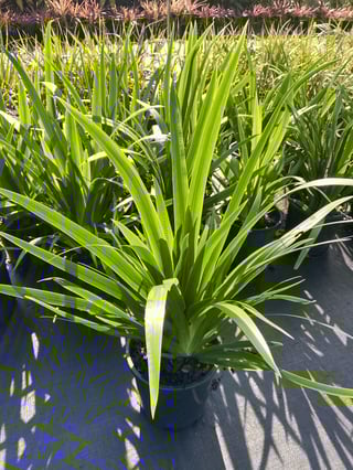The Neomarica 'Brazilian Walking Iris' in an 8" pot features striking foliage and joins other lush greenery on a sunlit outdoor surface.