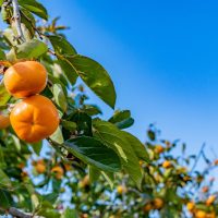 Ripe Persimmon 'Jiro' 10" Pot hanging from a tree branch, set against a clear blue sky.