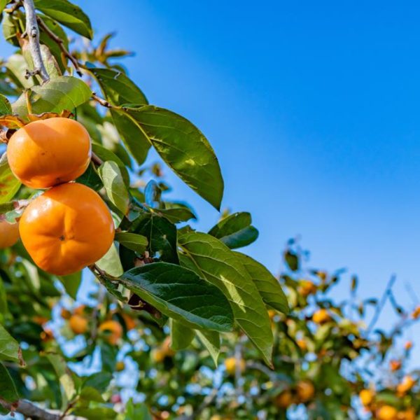 Ripe Persimmon 'Jiro' 10" Pot hanging from a tree branch, set against a clear blue sky.