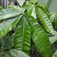 Lush green pinnate leaves with prominent veins, belonging to a plant, set against a blurred background featuring a window.