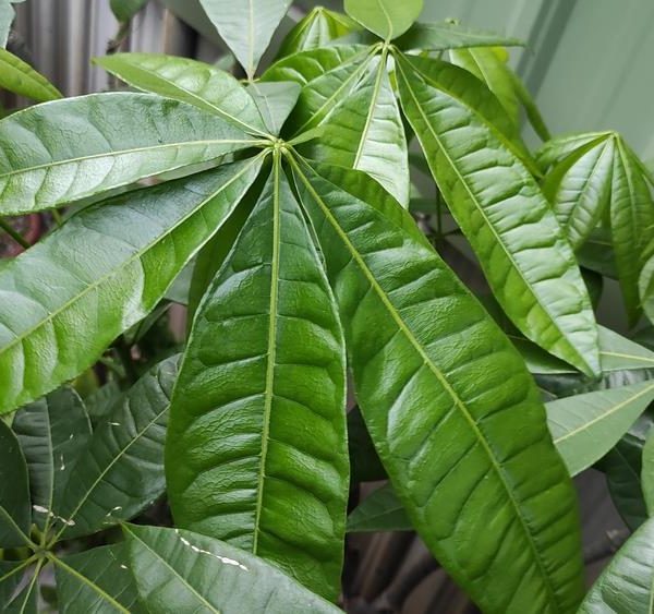Lush green pinnate leaves with prominent veins, belonging to a plant, set against a blurred background featuring a window.