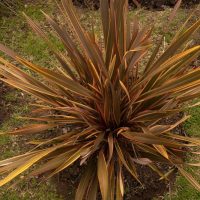 clumping flax phormium tenax rainbow chief flax