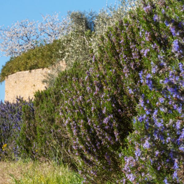 A line of Rosmarinus 'Chef's Choice™️' Rosemary shrubs bearing purple blossoms under a clear sky, with other greenery and a section of a golden-brown wall in the background.