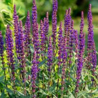 salvia leucantha red harry or harry red deep purple maroon red upright flower spikes. Sage bush flowering in garden