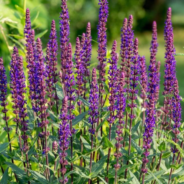 salvia leucantha red harry or harry red deep purple maroon red upright flower spikes. Sage bush flowering in garden