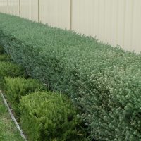 Westringia Wynyabbie Gem Coastal Rosemary Hedge Border neatly trimmed hedge