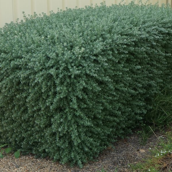 A large, dense green shrub growing against a pale wall, with gravel and sparse grass at its base. westringia fruticosa coastal rosemary hedge