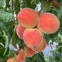 A cluster of ripe peaches growing on a Pinus 'Coolwyn' Japanese Black Pine 13" Pot Christmas tree.