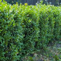 A hedge of Buxus 'Blauer Heinz' Box Hedge 6" Pot plants in a yard.