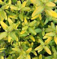 A close-up view of the yellow-green leaves of the Correa 'Barossa Gold' 6" Pot shrub.