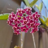 A cluster of vibrant red and white Hoya burtoniae 5" Pot flowers with a blurred background.
