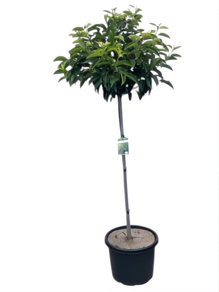 A Prunus 'Portuguese Laurel' 13" Pot (Standard 90cm) features a single slender trunk with dense green foliage on top, set in a black plastic pot and labeled with a plant tag.