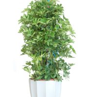 A lush green Schefflera alpine junior 'Umbrella Plant' in an 8" white vase isolated on a white background.