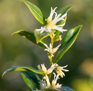 Close-up of white flowers blooming on a top indoor plant with dew drops. Sweet Box Formal Hedge