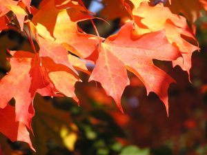 Vibrant orange and red maple leaves against a blurred background of top indoor plants. Acer saccharum ‘Sugar’ Maple