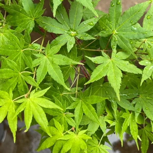 Close-up of green japanese maple leaves with raindrops on them.