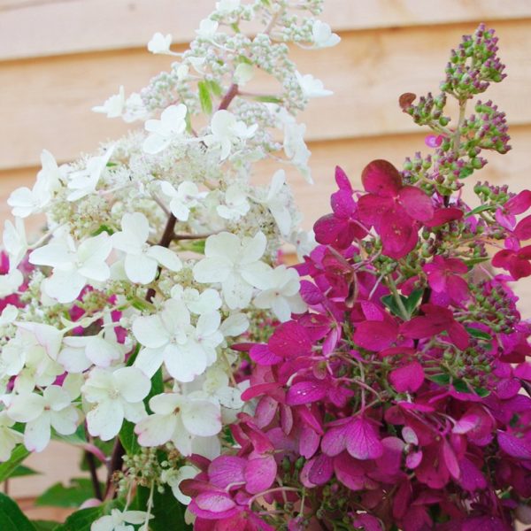White and pink hydrangea, one of the top indoor plants, blooms against a wooden backdrop.
