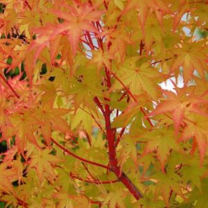Close-up of a Japanese maple tree with vibrant yellow and orange leaves against a blurred background of top indoor plants.