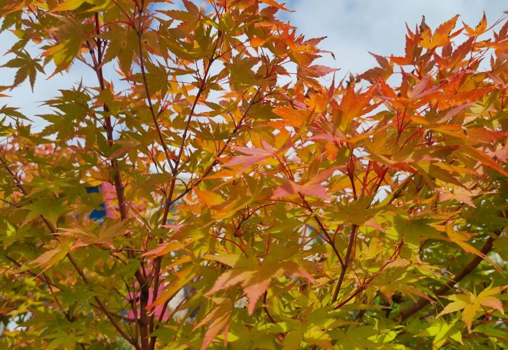 Close-up of top indoor plants with a blend of green and vivid orange colors against a soft blue sky.