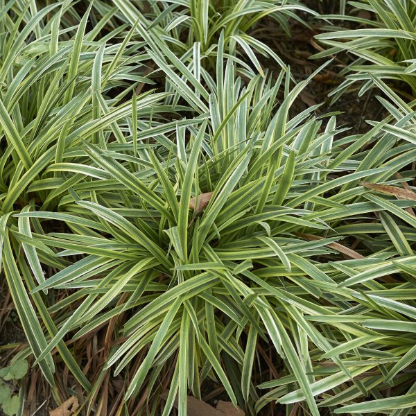 A cluster of variegated spider plants, top indoor plants, with long, narrow green leaves striped in white, growing densely in garden soil.
