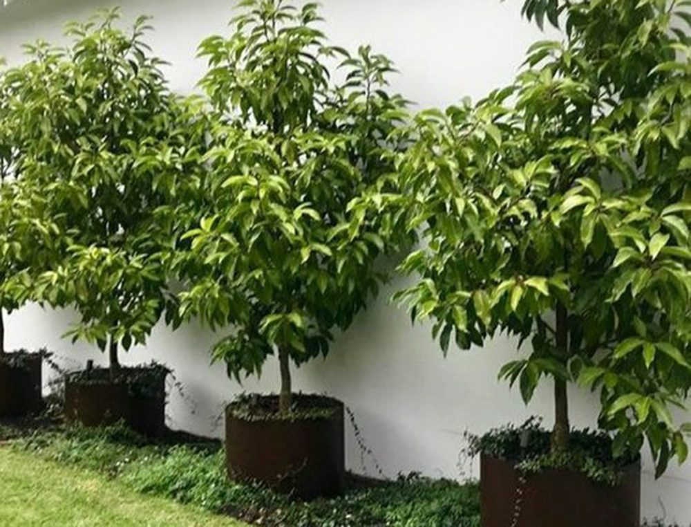 A row of top indoor plants with lush green foliage against a white wall. White Jade Orchid Tree
