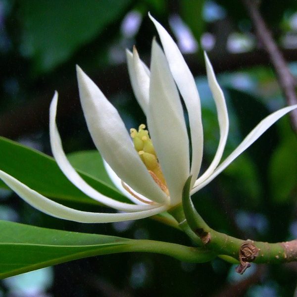 A white magnolia flower in bloom with green leaves from one of the top indoor plants in the background.