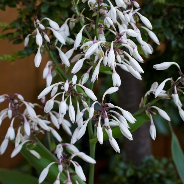 White bell-shaped flowers blooming on a top indoor plant with slender green leaves, set against a soft-focus background of dense foliage.