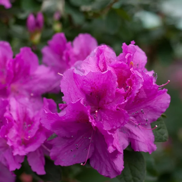 Vibrant pink azalea flowers with dewdrops, one of the top indoor plants, surrounded by green foliage.