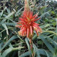 A vivid red aloe vera flower blooms among green spiky leaves. Aloe Sea urchin