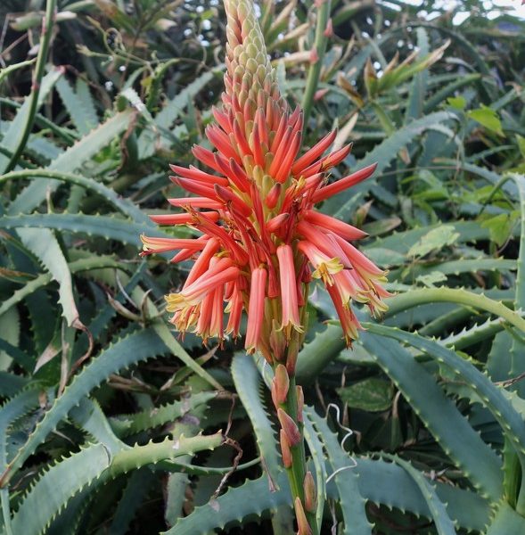 A vivid red aloe vera flower blooms among green spiky leaves. Aloe Sea urchin