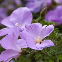 Alyogyne misty Native Hibiscus 6" Pot, features pale purple flowers with yellow centers against a green leafy background.